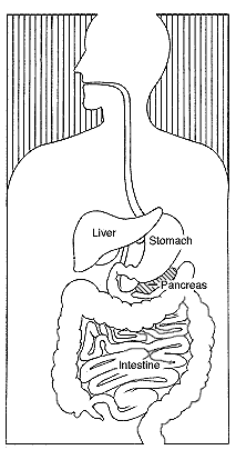 Image of digestive system.